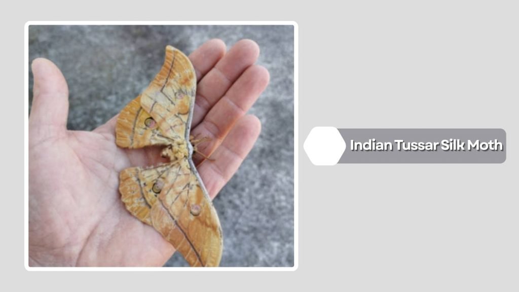 Indian Tussar Silk Moth