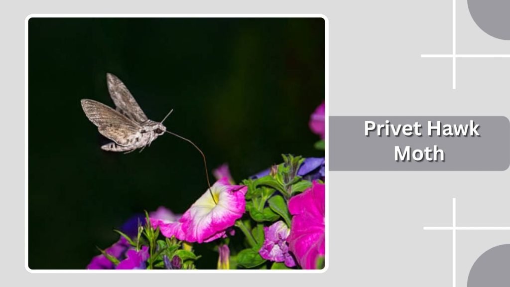  Privet Hawk Moth