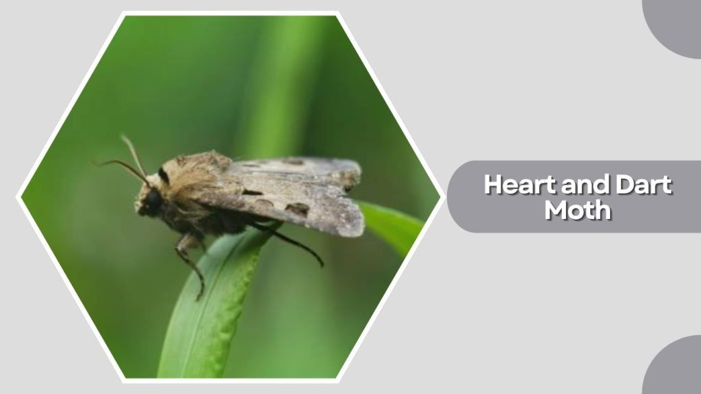 Heart and Dart Moth