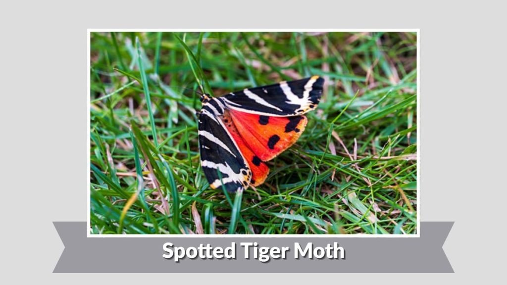 Spotted Tiger Moth