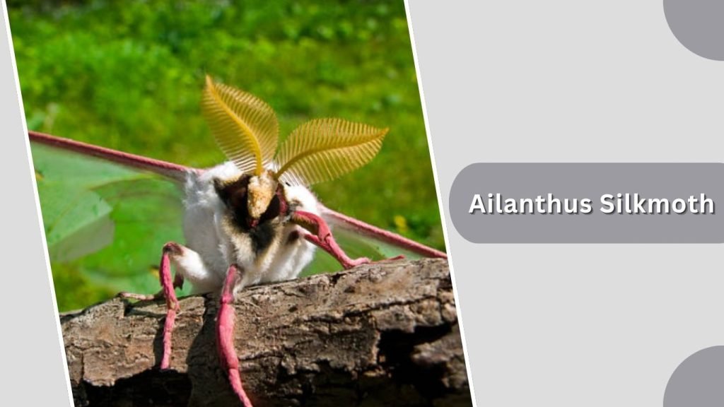 Ailanthus Silkmoth