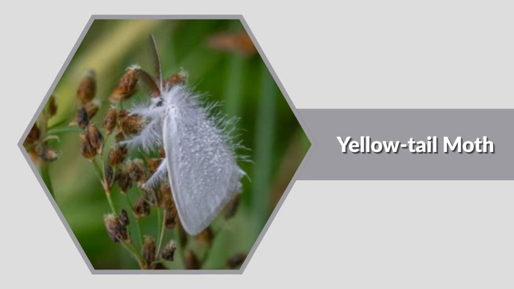 Yellow-tail Moth