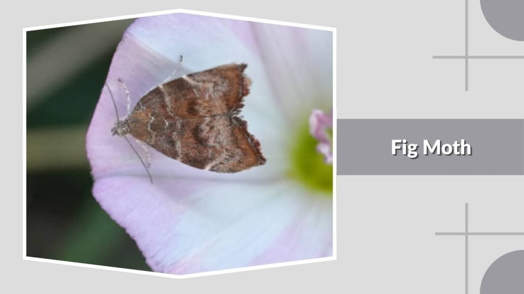 Fig Moth