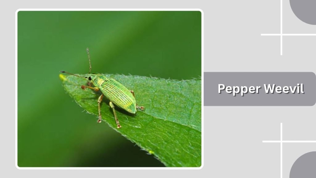 Pepper Weevil