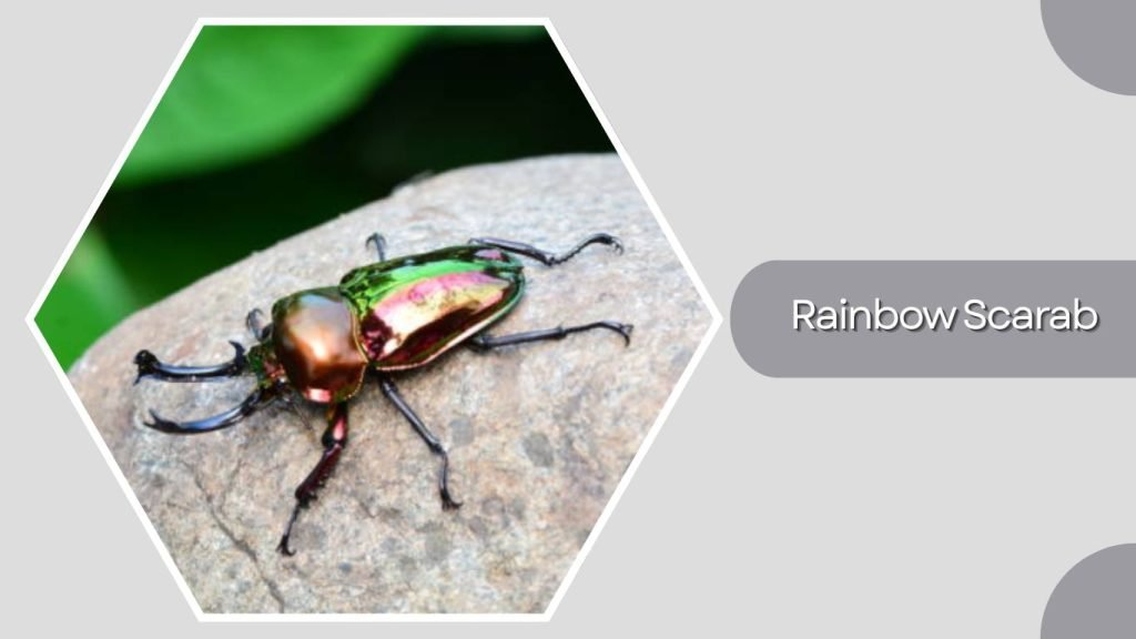  Rainbow Scarab