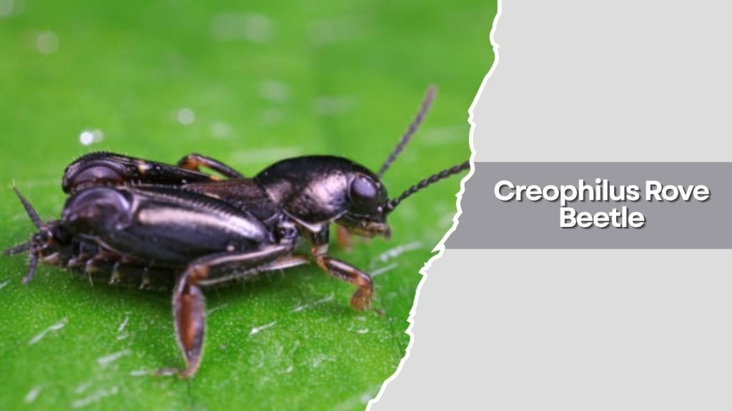 Creophilus Rove Beetle