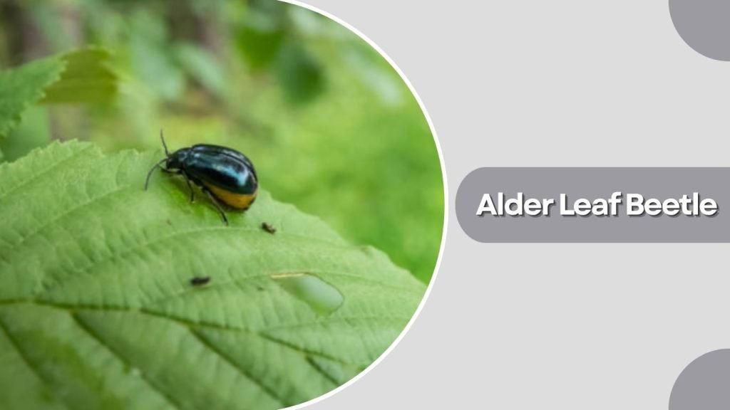 Alder Leaf Beetle