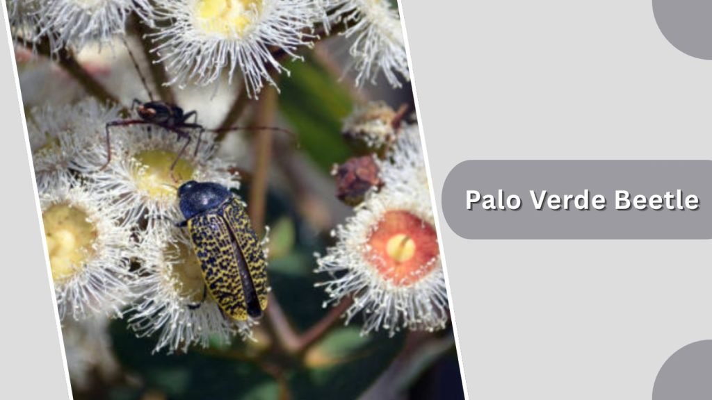 Palo Verde Beetle