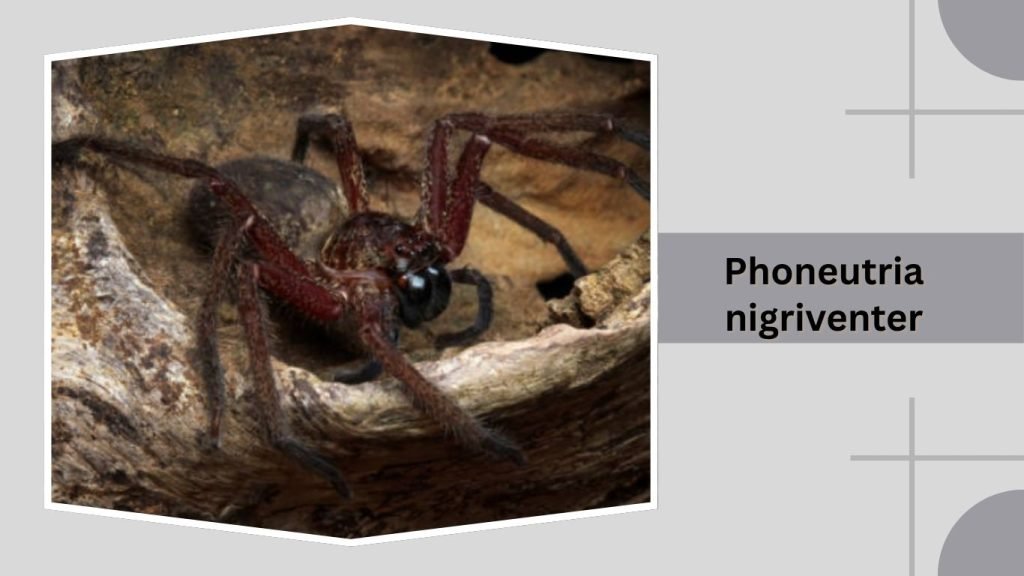 Phoneutria nigriventer