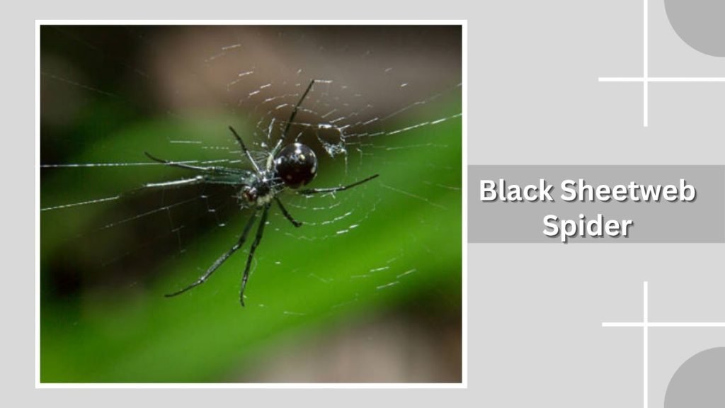 Black Sheetweb Spider