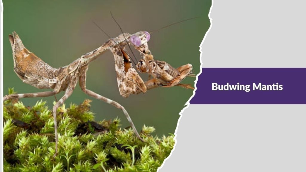 Budwing Mantis