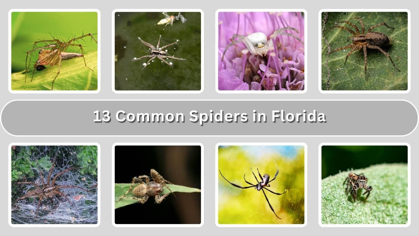 13 Common Spiders in Florida: Identification with Picture