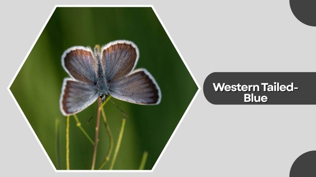 Western Tailed-Blue
