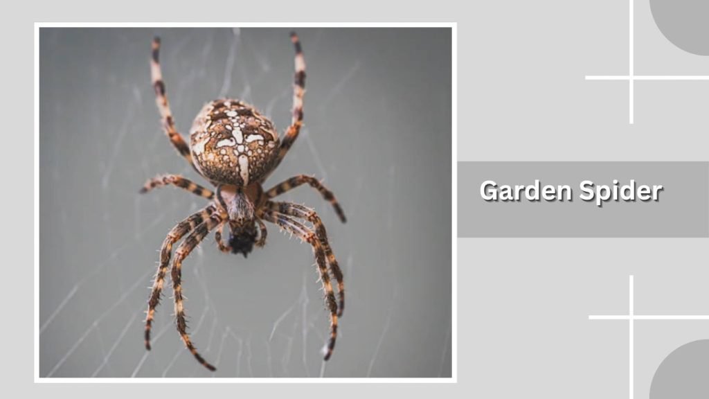  Garden Spider 