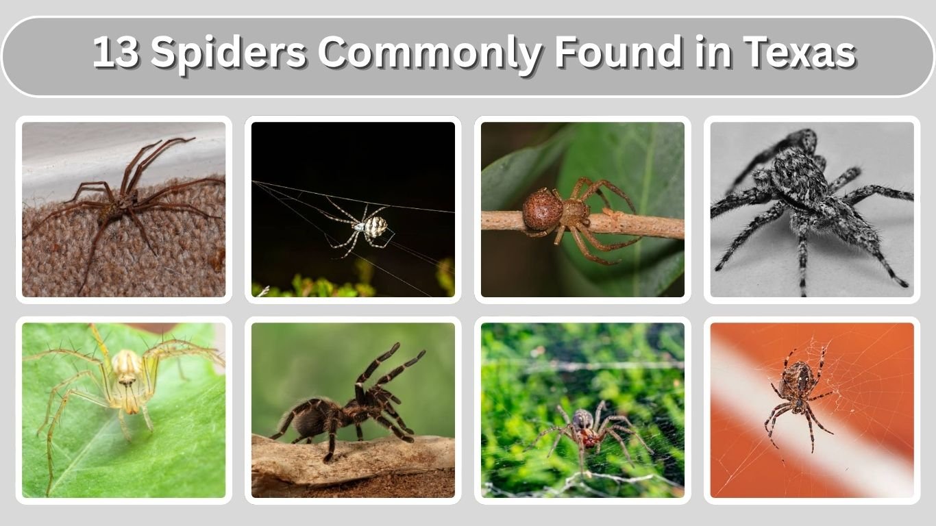 13 Spiders Commonly Found in Texas: Identification with Picture