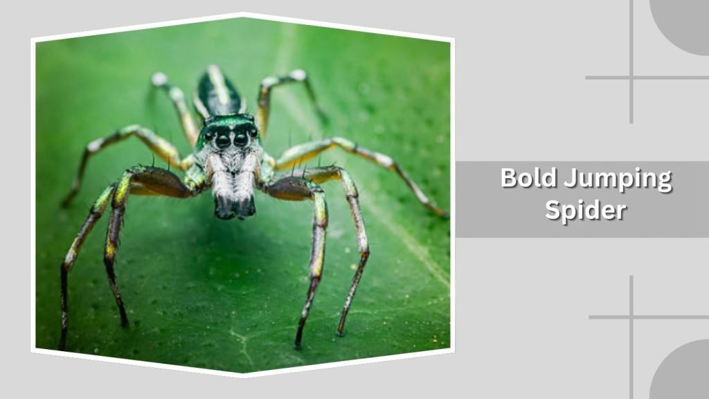 Bold Jumping Spider