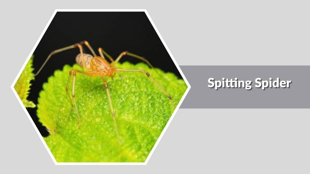 Spitting Spider