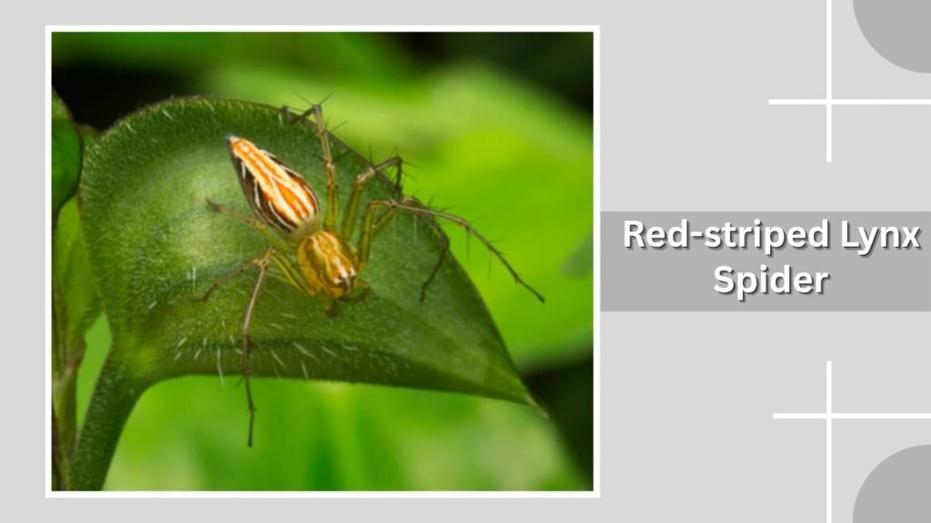 Red-striped Lynx Spider