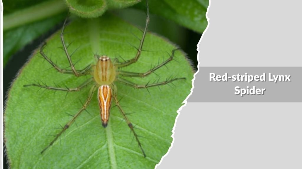 Red-striped Lynx Spider