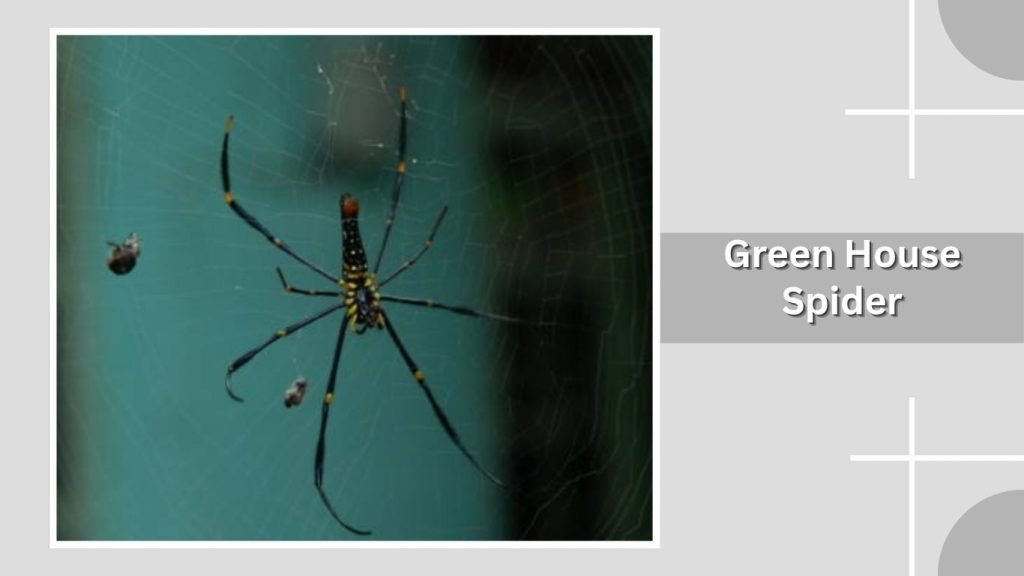  Green House Spider