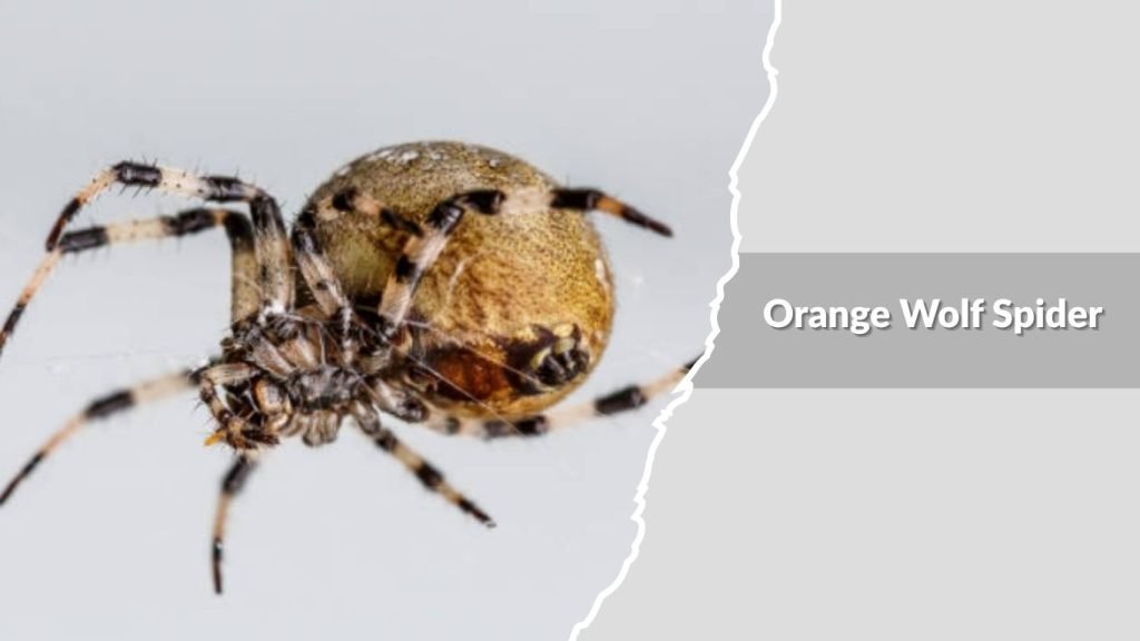 Orange Wolf Spider