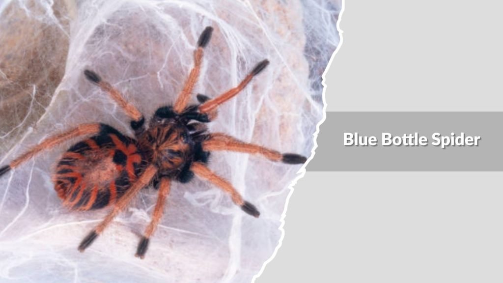 Blue Bottle Spider