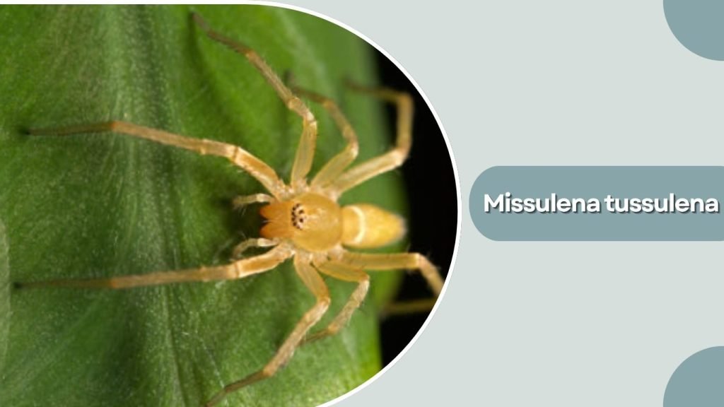 Missulena tussulena