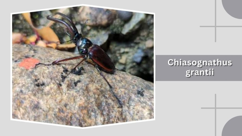 Chiasognathus grantii