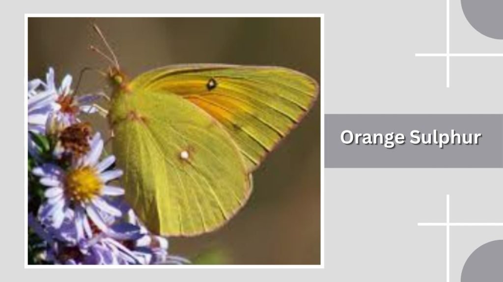 Orange Sulphur