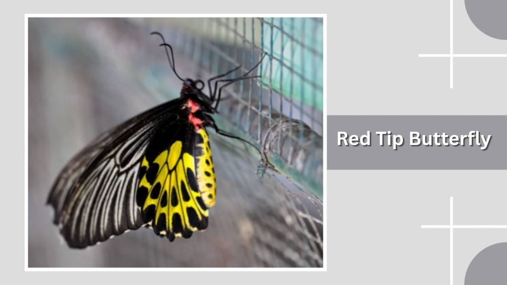 Red Tip Butterfly