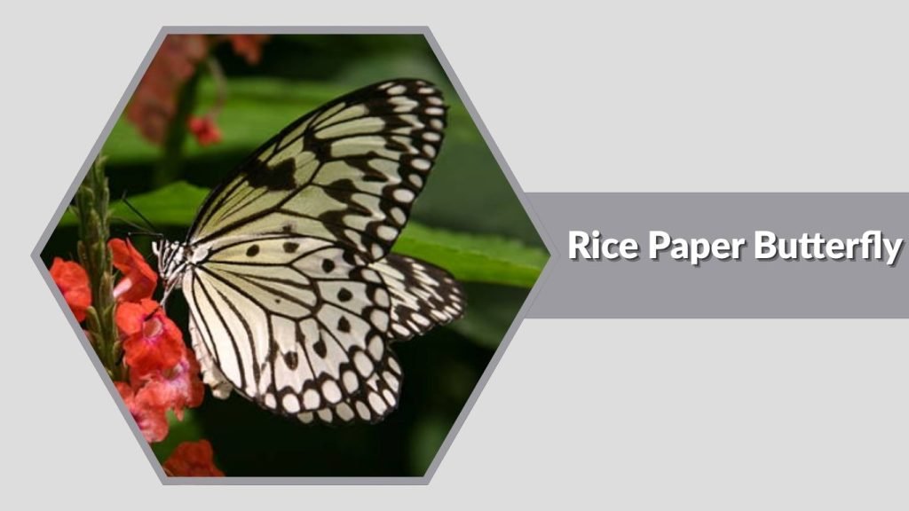 Rice Paper Butterfly