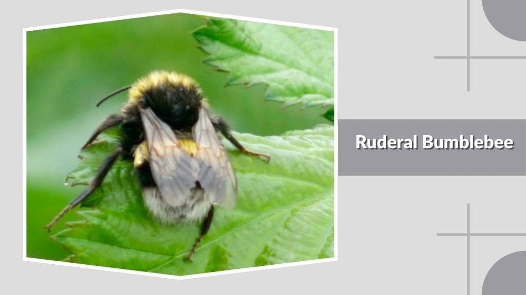 Ruderal Bumblebee