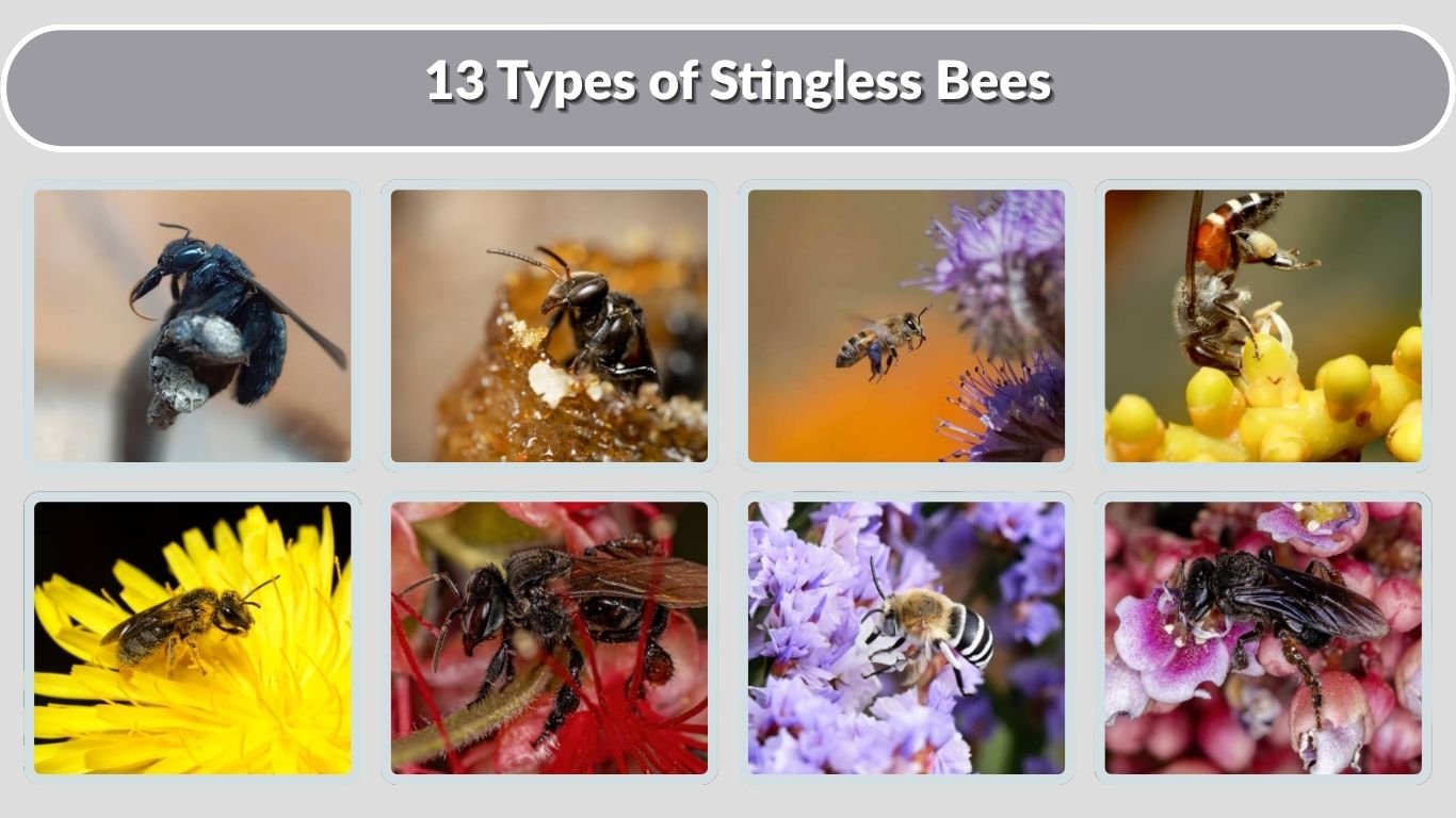 13 Types of Stingless Bees: Identification with Pictures 