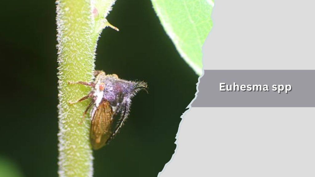  Euhesma spp