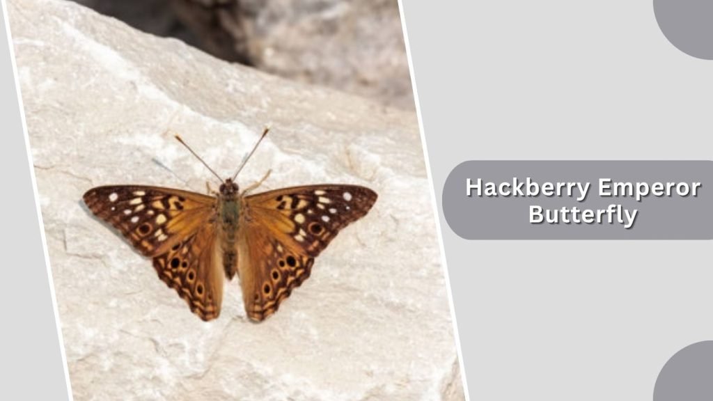 Hackberry Emperor Butterfly