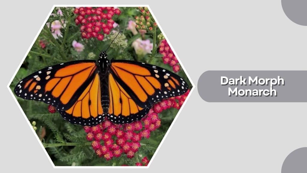 Dark Morph Monarch