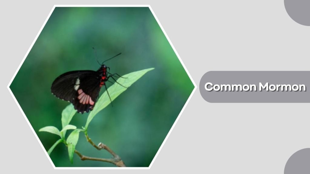 Common Mormon