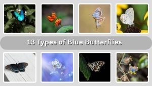 13 Types of Blue Butterflies: Identification with Pictures