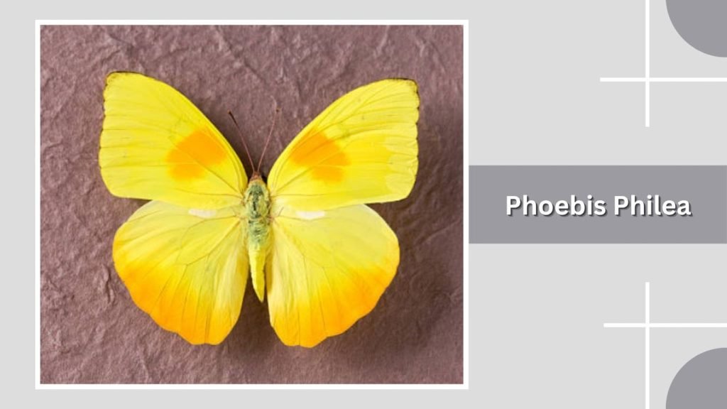  Phoebis Philea