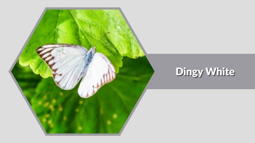 Dingy White