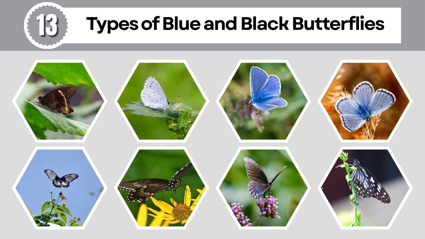 13 Types of Blue and Black Butterflies: Identification with Pictures