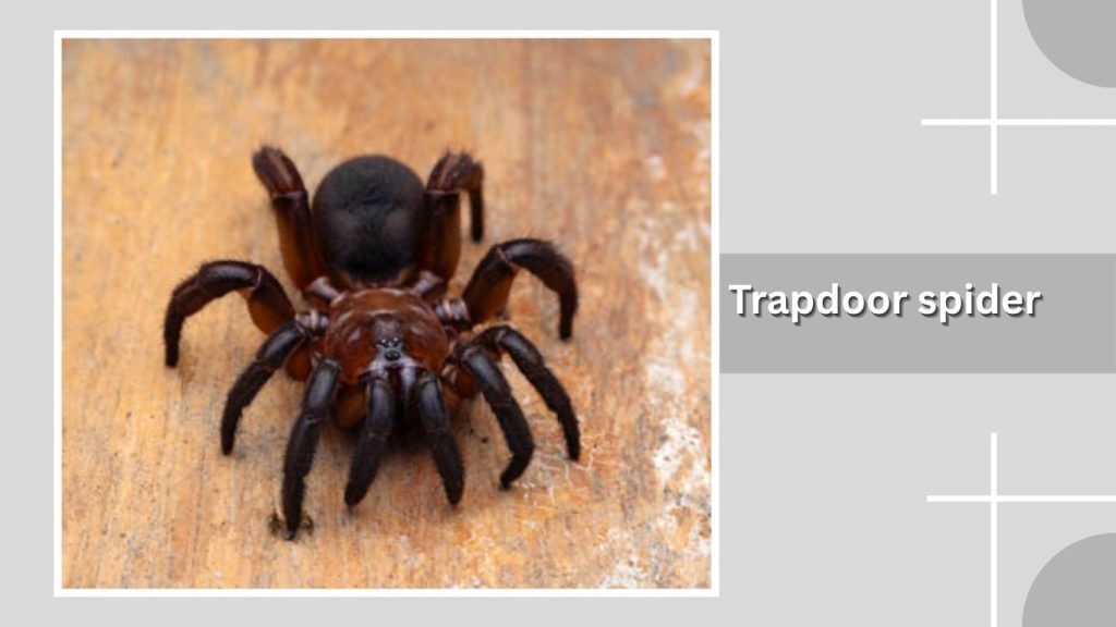 Trapdoor spider