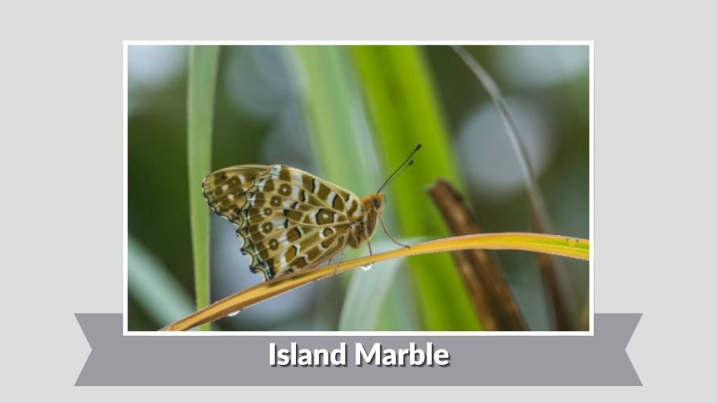 Island Marble