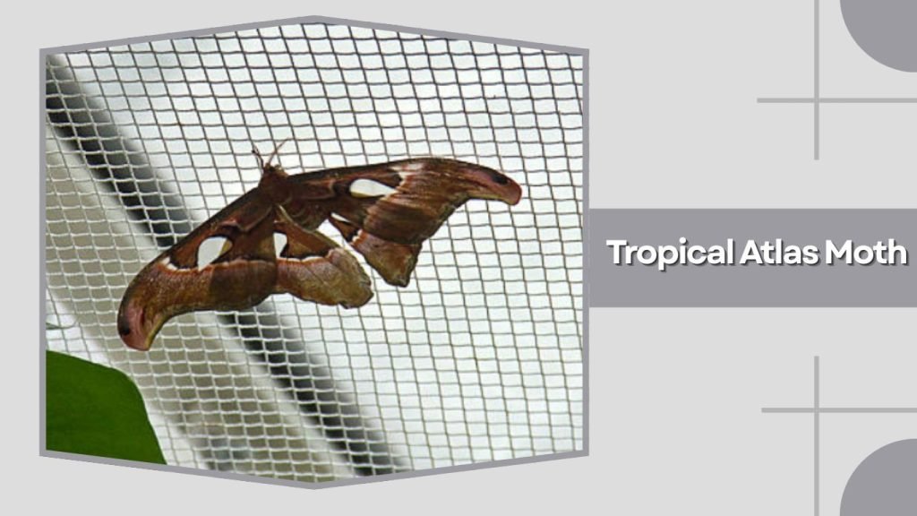 Tropical Atlas Moth