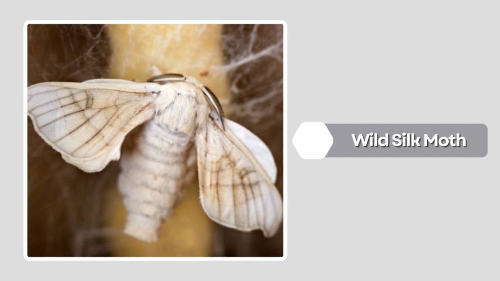 Wild Silk Moth