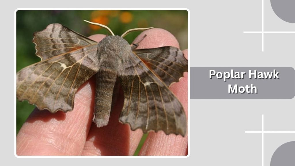  Poplar Hawk Moth