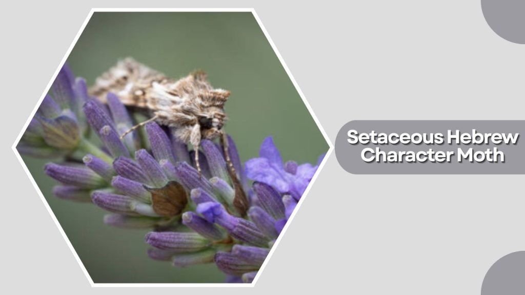 Setaceous Hebrew Character Moth