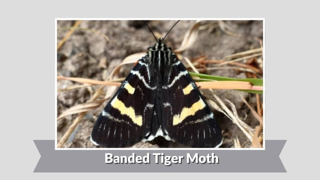  Banded Tiger Moth