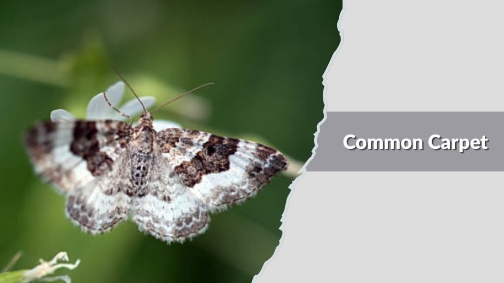 Common Carpet