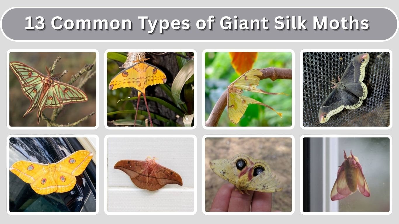 13 Common Types of Giant Silk Moths: Id with Pictures